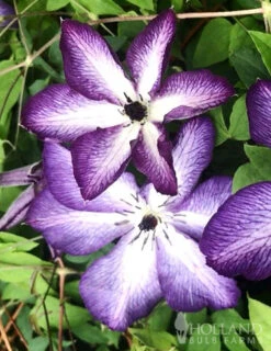 Menu Violet Stargazer Clematis -Cheap Garden Twist Store 77578 violet stargazer clematis 2