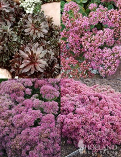 Menu Sizzling Sedum Sampler Collection