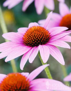 Menu Perennial Pollinator Blend -Cheap Garden Twist Store 77612 perennial pollinator blend 2