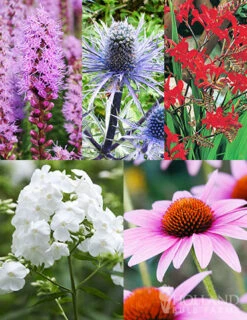 Menu Perennial Pollinator Blend