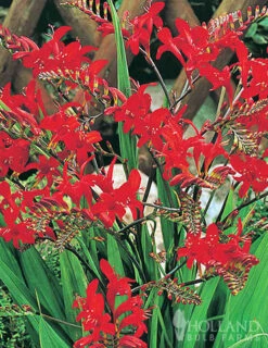 Menu Perennial Pollinator Blend -Cheap Garden Twist Store 77612 perennial pollinator blend 4