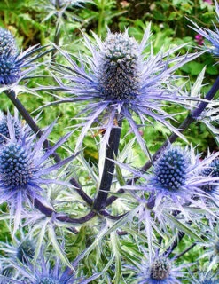 Menu Perennial Pollinator Blend -Cheap Garden Twist Store 77612 perennial pollinator blend 5