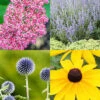 Menu Drought Tolerant Perennial Garden Collection