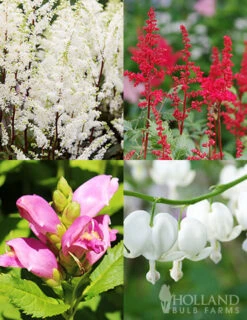 Menu Long Blooming Shade Garden Collection