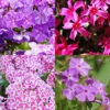 Menu Tall Phlox Collection