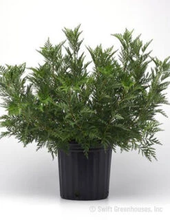 Menu SunFern Olympia Artemisia -Cheap Garden Twist Store 77629 russian wormwood