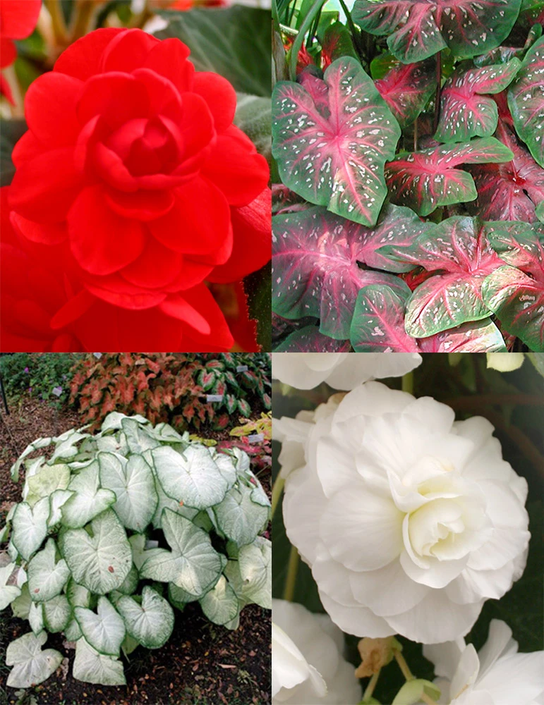 Menu Blazing Scarlet Shade Planter Collection 1 Menu Blazing Scarlet Shade Planter Collection