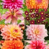 Menu Shimmering Sunset Dahlia Collection