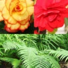 Menu Ferns & Begonias Collection