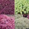 Menu Medley Of Sedum Collection