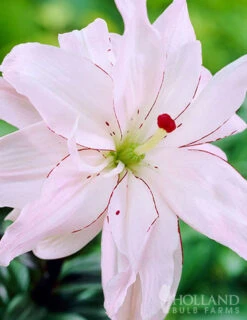 Menu Sunny Perennial & Lily Grab Bag -Cheap Garden Twist Store 79247 sunny perennial and lily grab bag 10