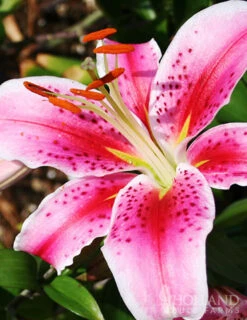 Menu Sunny Perennial & Lily Grab Bag -Cheap Garden Twist Store 79247 sunny perennial and lily grab bag 12