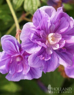 Menu Sunny Perennial & Lily Grab Bag -Cheap Garden Twist Store 79247 sunny perennial and lily grab bag 3