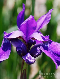 Menu Sunny Perennial & Lily Grab Bag -Cheap Garden Twist Store 79247 sunny perennial and lily grab bag 5