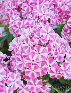 Menu Sunny Perennial & Lily Grab Bag -Cheap Garden Twist Store 79247 sunny perennial and lily grab bag 6