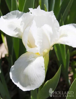 Menu Sunny Perennial & Lily Grab Bag -Cheap Garden Twist Store 79247 sunny perennial and lily grab bag 7