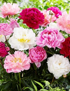 Menu Sunny Perennial & Lily Grab Bag -Cheap Garden Twist Store 79247 sunny perennial and lily grab bag 8