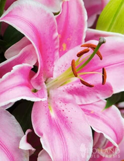 Menu Sunny Perennial & Lily Grab Bag -Cheap Garden Twist Store 79247 sunny perennial and lily grab bag 9