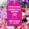 Menu Sunny Perennial & Lily Grab Bag