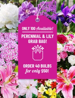 Menu Sunny Perennial & Lily Grab Bag