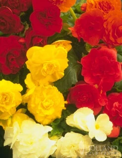 Menu Exclusive Shady Mystery Box -Cheap Garden Twist Store 79248 shade mystery box 10