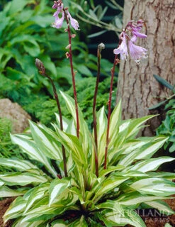 Menu Exclusive Shady Mystery Box -Cheap Garden Twist Store 79248 shade mystery box 12