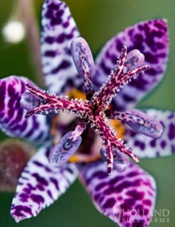 Menu Exclusive Shady Mystery Box -Cheap Garden Twist Store 79248 shade mystery box 13