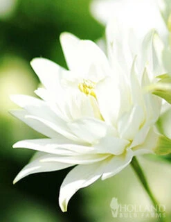 Menu Exclusive Shady Mystery Box -Cheap Garden Twist Store 79248 shade mystery box 14