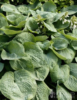 Menu Exclusive Shady Mystery Box -Cheap Garden Twist Store 79248 shade mystery box 15