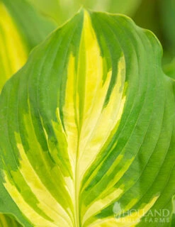 Menu Exclusive Shady Mystery Box -Cheap Garden Twist Store 79248 shade mystery box 16