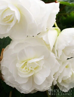 Menu Exclusive Shady Mystery Box -Cheap Garden Twist Store 79248 shade mystery box 2