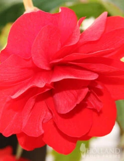 Menu Exclusive Shady Mystery Box -Cheap Garden Twist Store 79248 shade mystery box 3