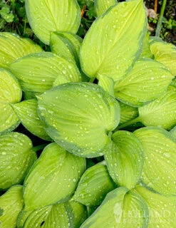 Menu Exclusive Shady Mystery Box -Cheap Garden Twist Store 79248 shade mystery box 4