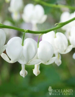 Menu Exclusive Shady Mystery Box -Cheap Garden Twist Store 79248 shade mystery box 5