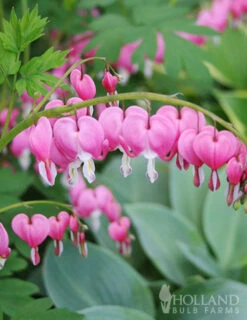 Menu Exclusive Shady Mystery Box -Cheap Garden Twist Store 79248 shade mystery box 6