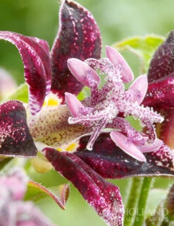 Menu Exclusive Shady Mystery Box -Cheap Garden Twist Store 79248 shade mystery box 7