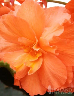 Menu Exclusive Shady Mystery Box -Cheap Garden Twist Store 79248 shade mystery box 8