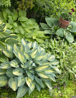 Menu Exclusive Shady Mystery Box -Cheap Garden Twist Store 79248 shade mystery box 9