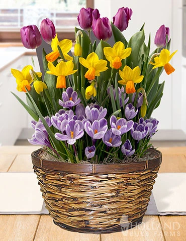 Menu Royalty Potted Bulb Garden 1 Menu Royalty Potted Bulb Garden