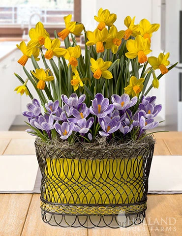 Menu Sunny Skies Potted Bulb Garden 1 Menu Sunny Skies Potted Bulb Garden