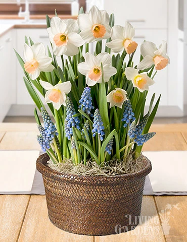 Menu Happy Spring Potted Bulb Garden -Cheap Garden Twist Store MG1116 happy spring potted bulb garden 2