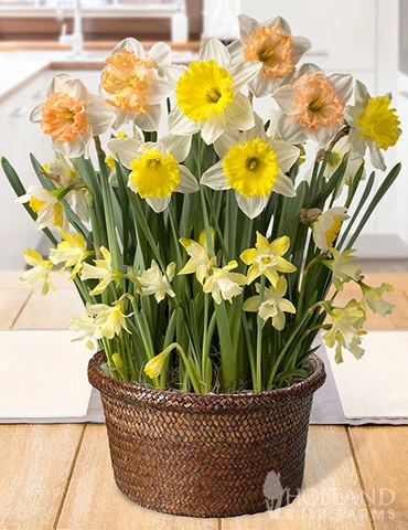 Menu Happy Times Potted Bulb Garden -Cheap Garden Twist Store MG1164 happy times potted bulb garden