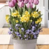 Menu Spring Songbird Potted Bulb Garden