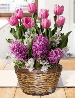 Menu Fancy & Frilly Potted Bulb Garden