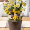Menu Spring Echo Potted Bulb Garden