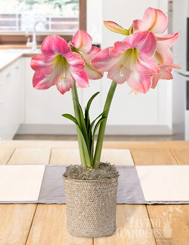 Menu Rosy Delight Amaryllis Potted Bulb Garden 1 Menu Rosy Delight Amaryllis Potted Bulb Garden