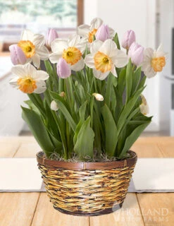 Menu Pastel Skies Potted Bulb Garden