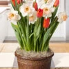 Menu Orange Accent Potted Bulb Garden