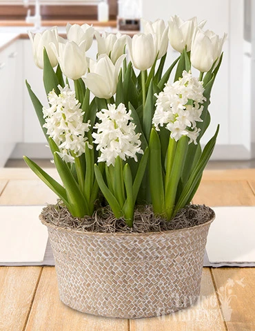 Menu Vanilla Dream Potted Bulb Garden 1 Menu Vanilla Dream Potted Bulb Garden