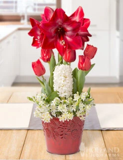 Menu Merry Blessings Potted Bulb Garden